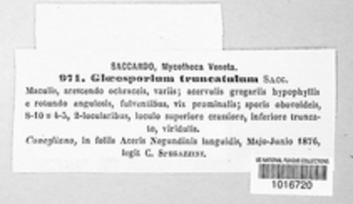 Gloeosporium truncatulum image